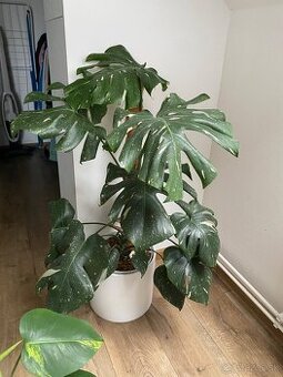 Monstera thai