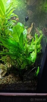 Cryptocoryne pontederiifolia