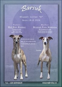 WHIPPET (VIPET) - zadáme štěňátka - 1