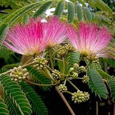 Albizia vyska 1 m