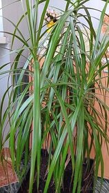 Dracena Marginata