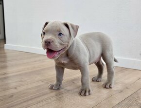 American bully pocket s PP