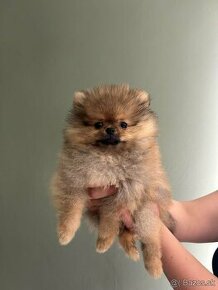 Pomeranian psik