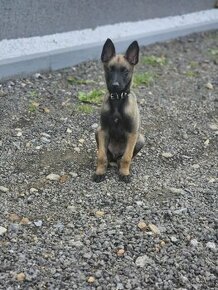 Predam belgického ovčiaka malinois