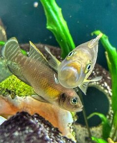 Lamprologus brevis congo Tanganika