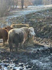 Predám Býka Charolais