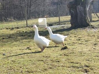 Husy bílá x landeská