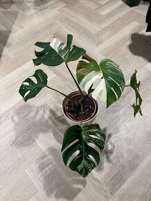 Monstera albo