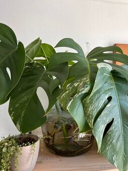 Albo monstera