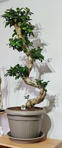 Bonsai Ficus