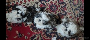 Psíky shi-tzu,shih-tzu krásne štéňata odberu