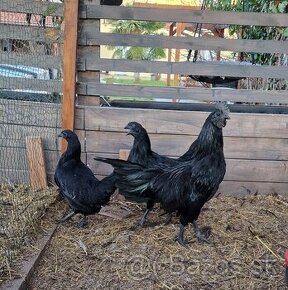 2024 2x Kmene 1+3 Ayam Cemani