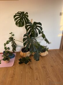 Predam krásnu Monsteru Monstera