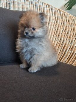 Pomeranian