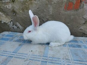 Predám králiky domáce - hyla - 1
