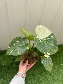 Monstera deliciosa Thai Constellation