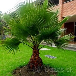 Washingtonia Robusta