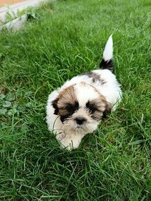 Shitzu, shih-tzu, Shitzu, Shicu, shihtzu - 1