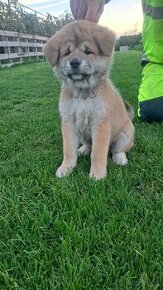 Akita inu šteniatka