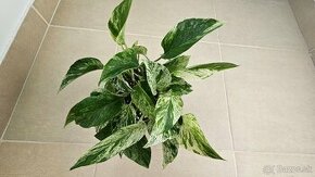 2x Potos Marble Queen