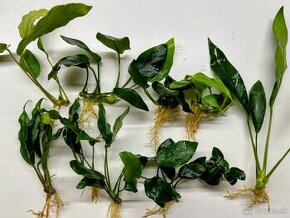 Anubias mix