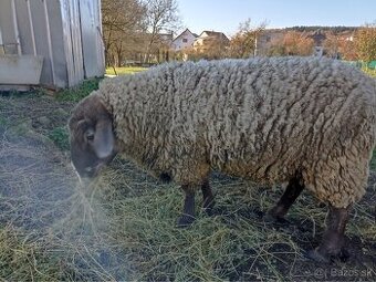 Darujem barana merino