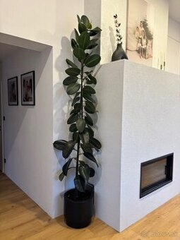 Izbová rastlina Ficus - má už viac ako 280cm