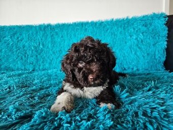 LAGOTTO ROMAGNOLO-brown, with super ped. FCI