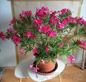 Oleander