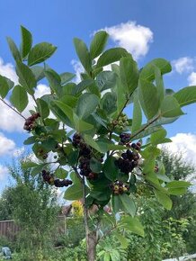 Aronia ciernoploda - Nero - stromkova forma