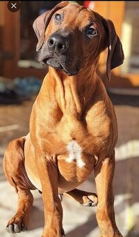 Rodézsky ridgeback