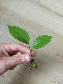 Monstera Minima