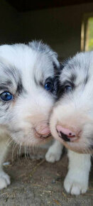 Dva krasne psiky border kolia  modre merle blue merle