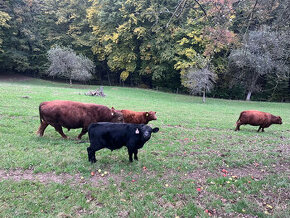 Aberdeen Angus býček a jalovička - 1