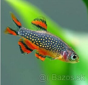 Danio margaritatus (Galaxy)