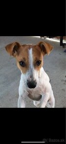 Jack Russell terier