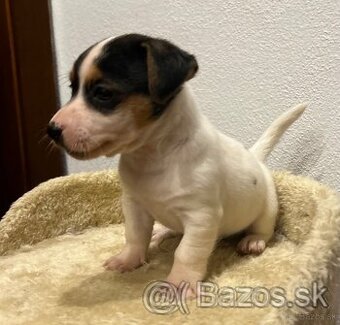 Jack russel terier