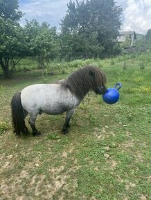 Mini Shetland pony žrebec