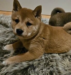 Shiba inu