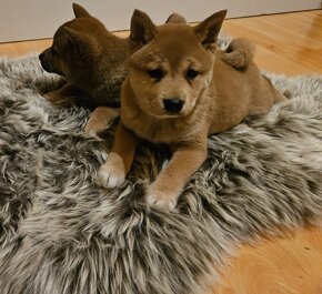 Shiba inu