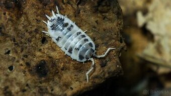 Porcellio laevis Dairy Cow - isopody + chvostoskoky