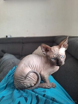 Sphynx