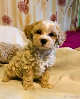 Maltipoo - 1