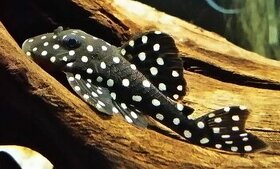 Kupim samice L201 snowball pleco