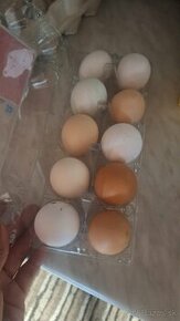 Vajcia domáce