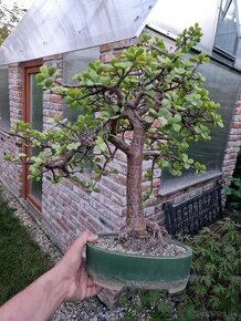 Nadherny velky stary sukulentny bonsai Portulacaria - 1