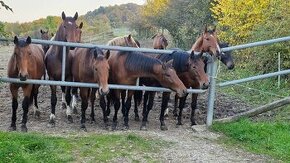 Primem osetrovatela na farmu s chovom koni