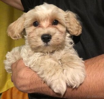 Maltipoo