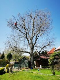 Arborista / prace na stromoch /výrub stromov - 1