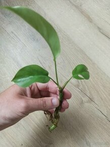 Monstera Minima - 1